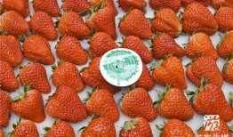 国产草莓在线,甜蜜滋味，绿色健康新选择