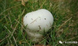 太粗太深了太紧太爽了国产,太粗太深太紧太爽，揭秘国产新高度