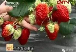 国产草莓在线,甜蜜滋味，绿色健康新选择