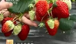 国产草莓在线,甜蜜滋味，绿色健康新选择